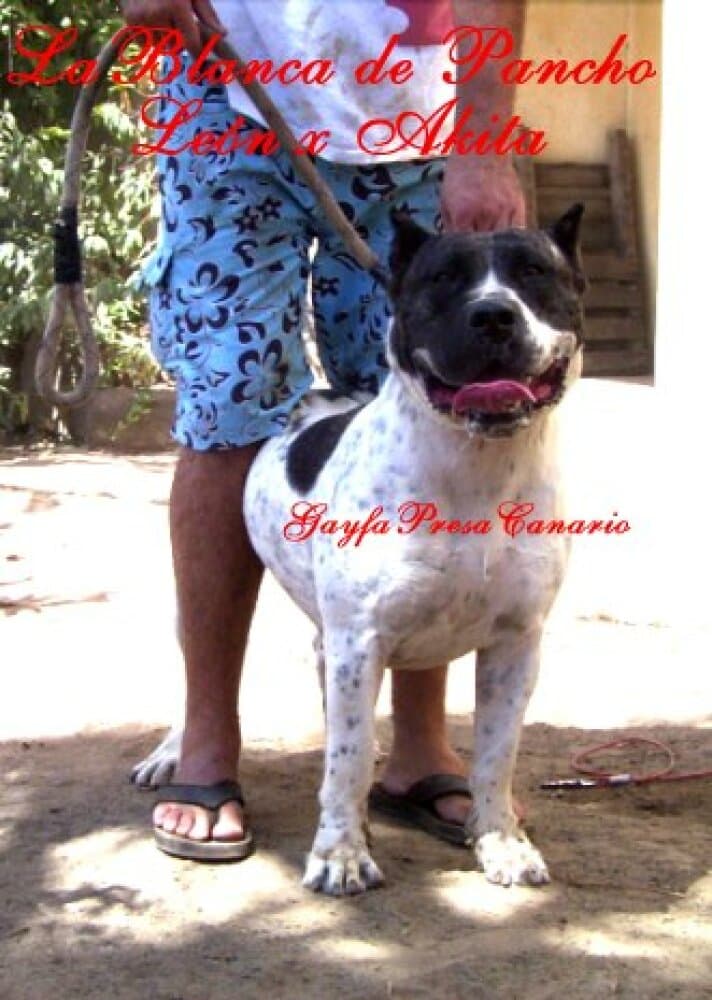 BLANCA DE PANCHO 1