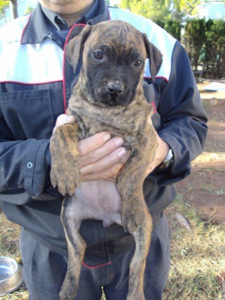 BAGHEERA DE ROJO Y ORO 1