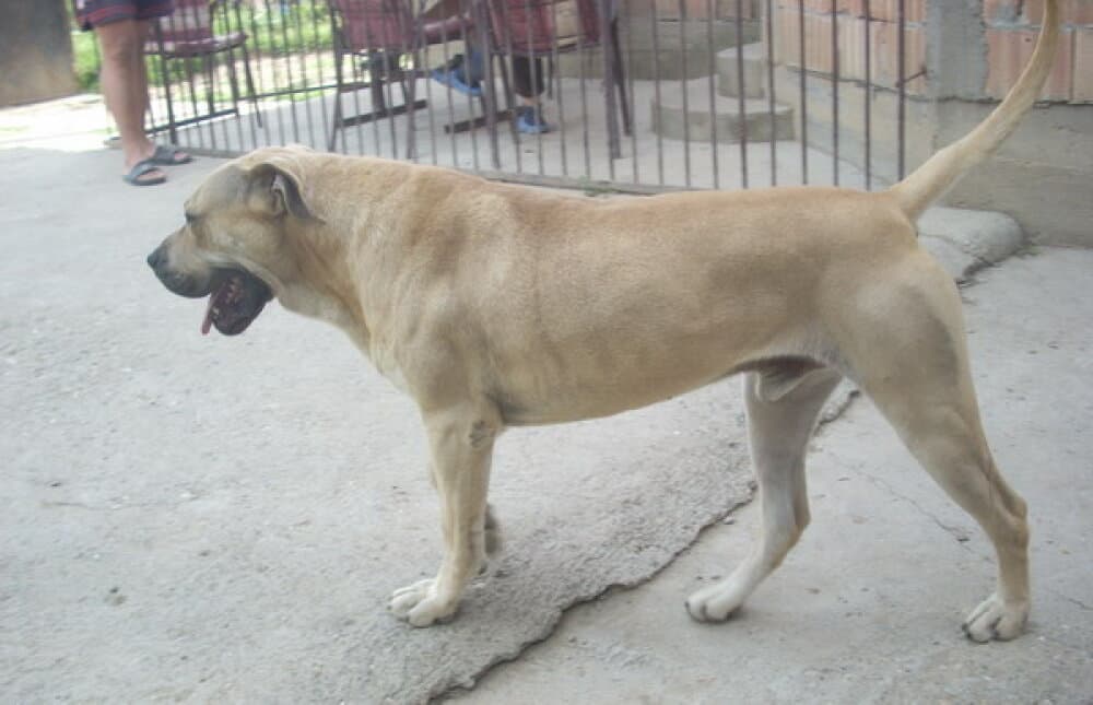 PEDRO OF LUMEN 1
