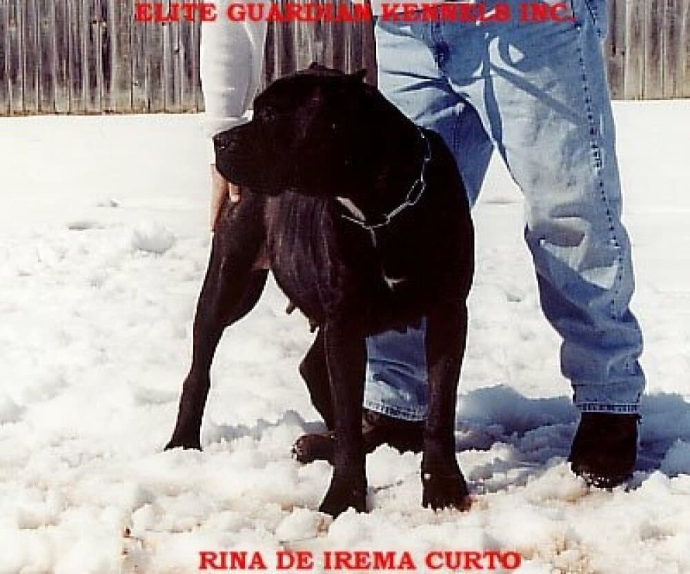 RINA DE IREMA CURTO 1