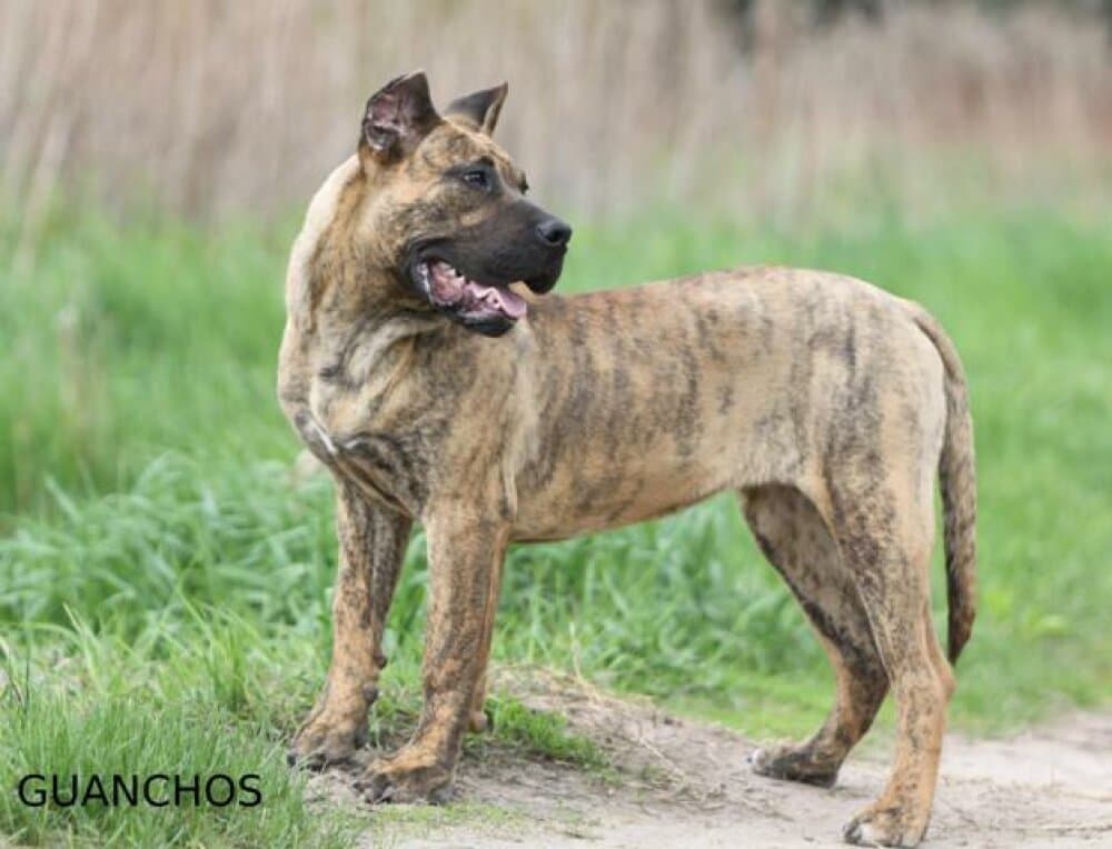 VAGUERA DE SPALATO BULL 1