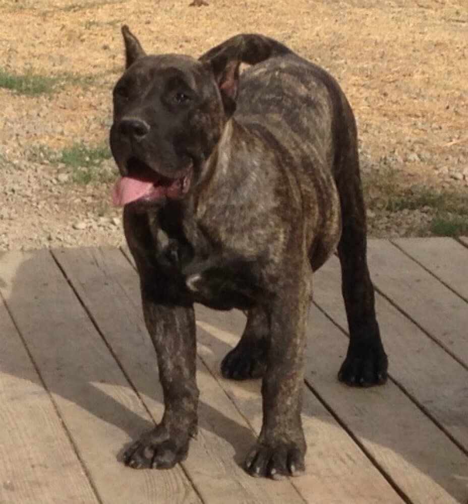 AALEXIS DE BARNACAN BULL 1