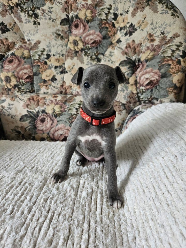 Penelope Luna Můjandílek 1