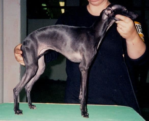 Dunrobin Noblesse 1