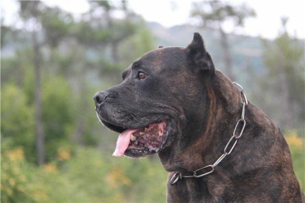 EL DIABLO DE LUCIA PURPURES 1