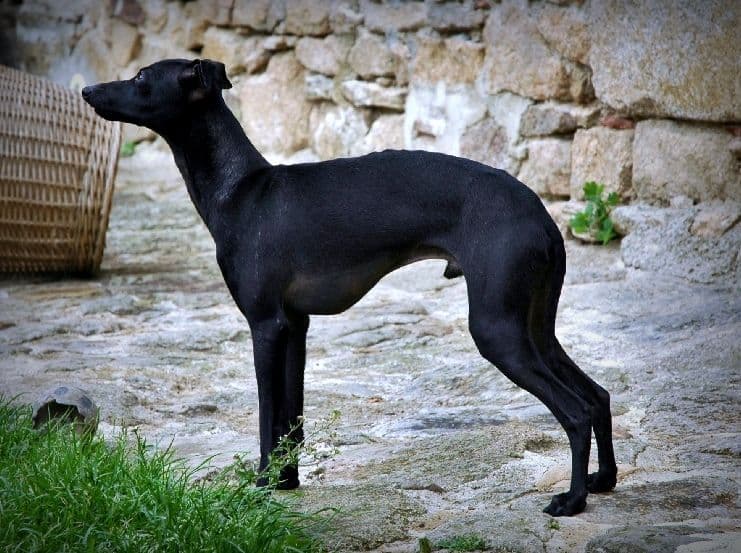 Don Carlos Du Merle Blanc 1