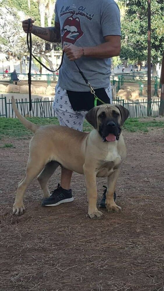 CROCOP DE GAROEBULLDOG 1