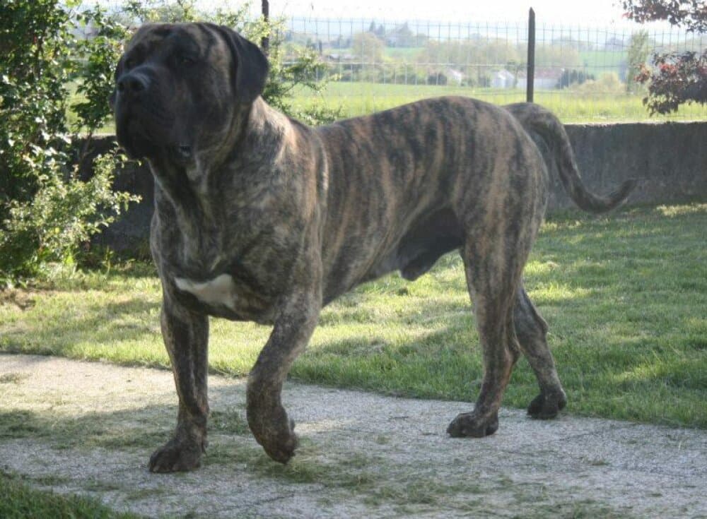 FURIO DE ROYAL PRESA 1