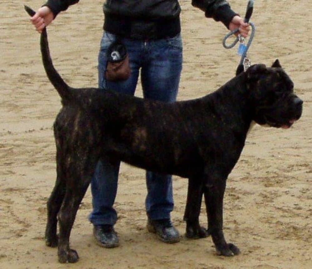 CARLOS RABIOSO BOYERO 1