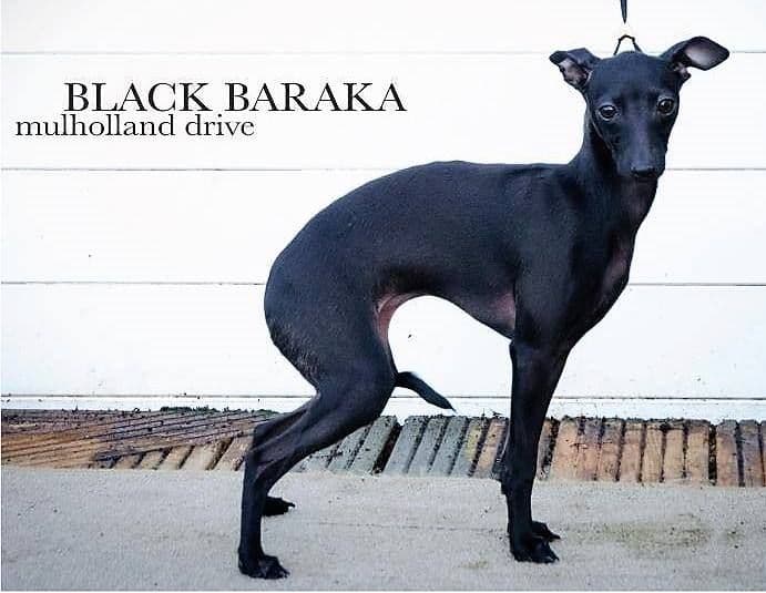Black Baraka Mulholland-Drive 1