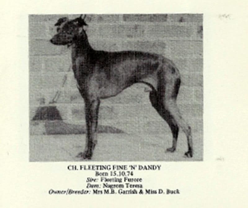 Fleeting Fine 'N' Dandy 1