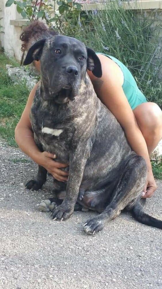 I'TANKA DE LA HUELLA DEL PRESA CANARIO 1