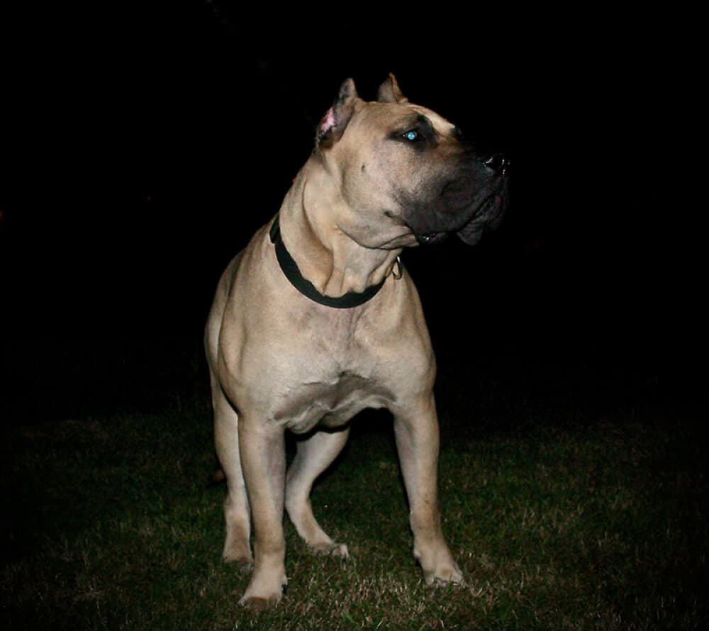 JASPER DE SONS OF THUNDER 1
