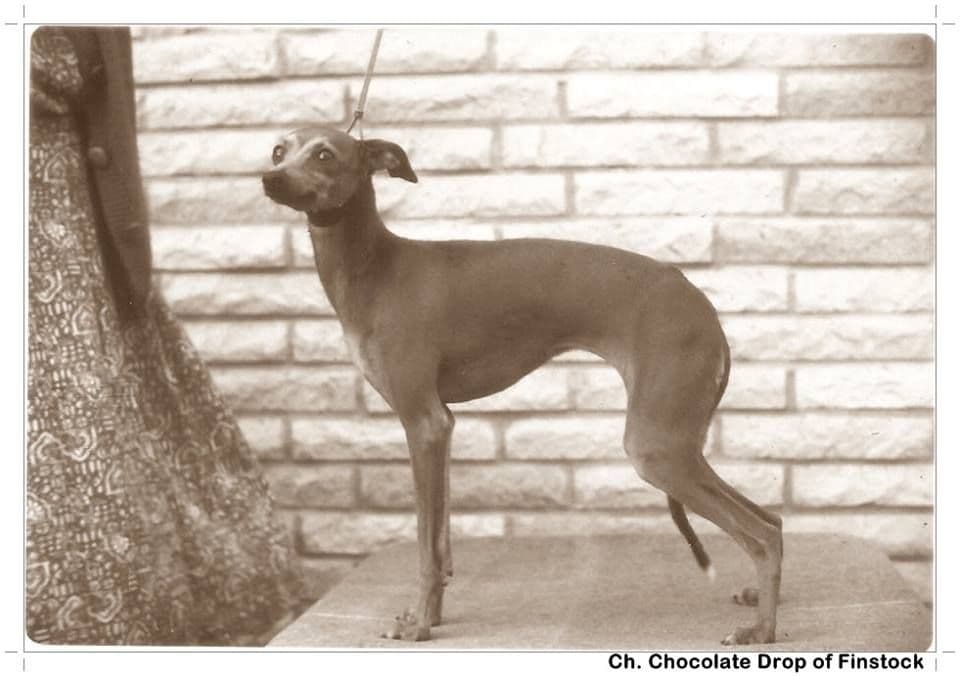 Chocolate Drop Of Finstock 1