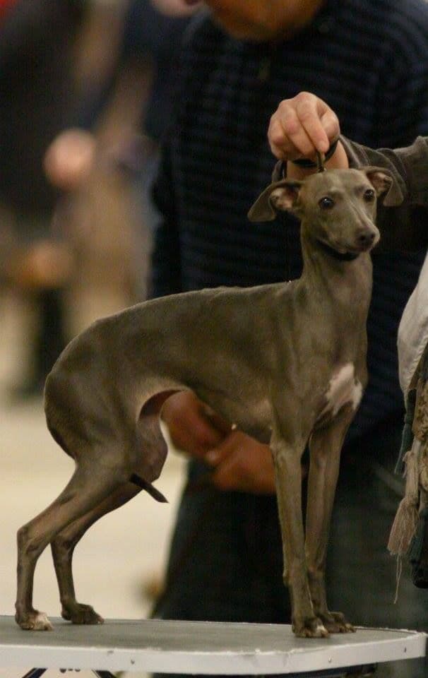 Dervisch Happy Go Lucky 1
