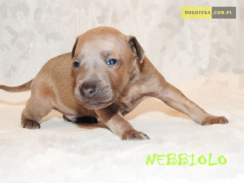 Nebbiolo Dogoteka FCI 1