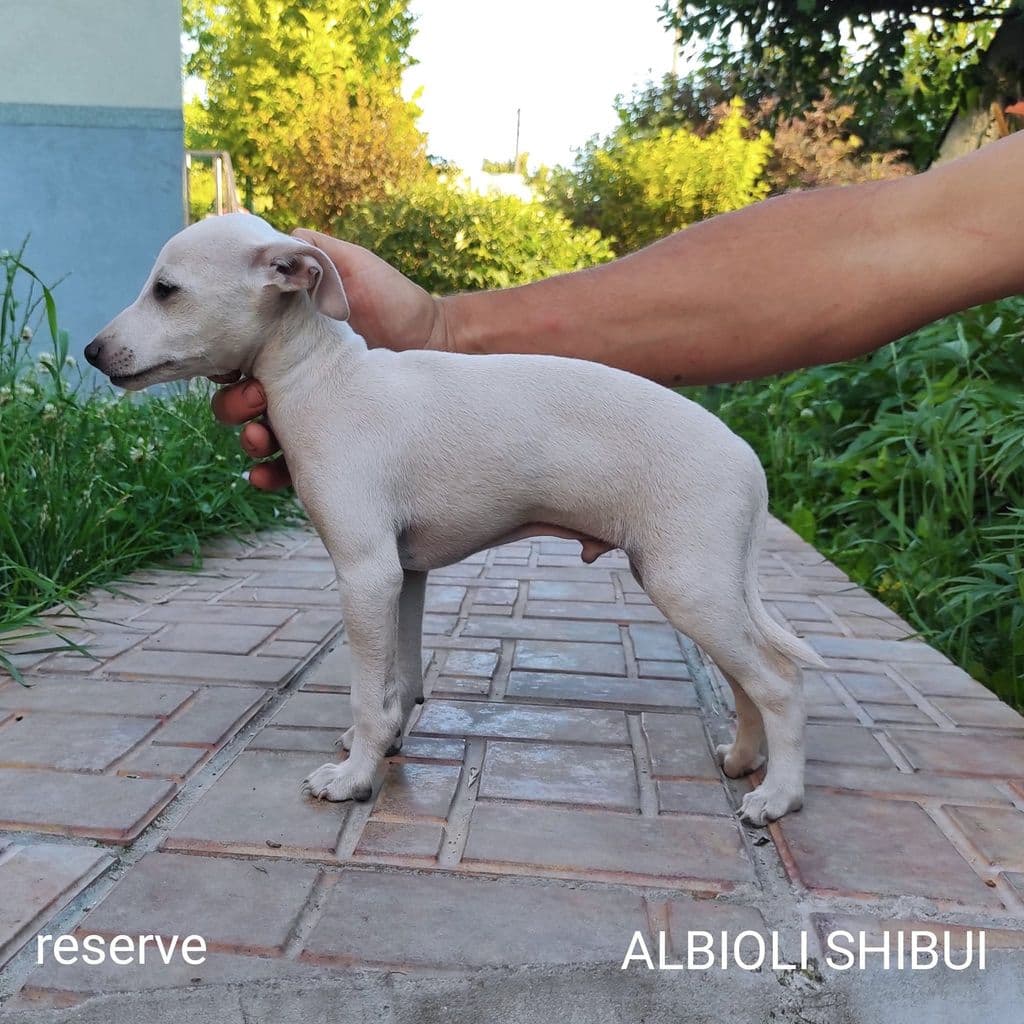 Albioli Shibui 1