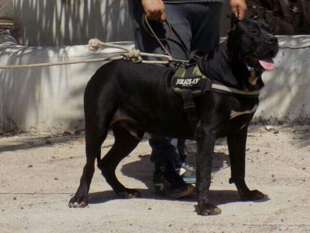 DIABLO DE MATANZA KENNEL LA CUEVA 1