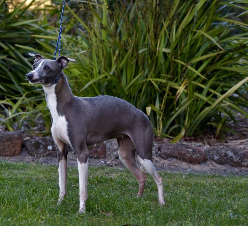 Blanerne Peggy Sue 1