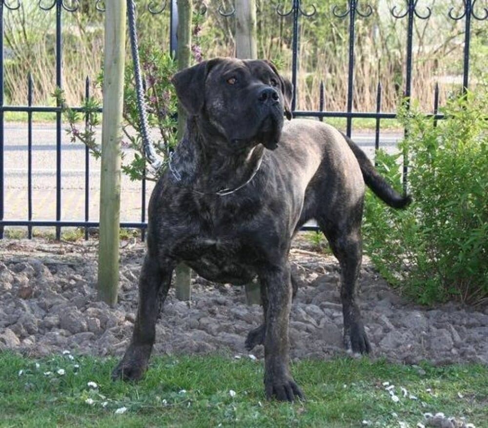 JARA DE CANMUC 1