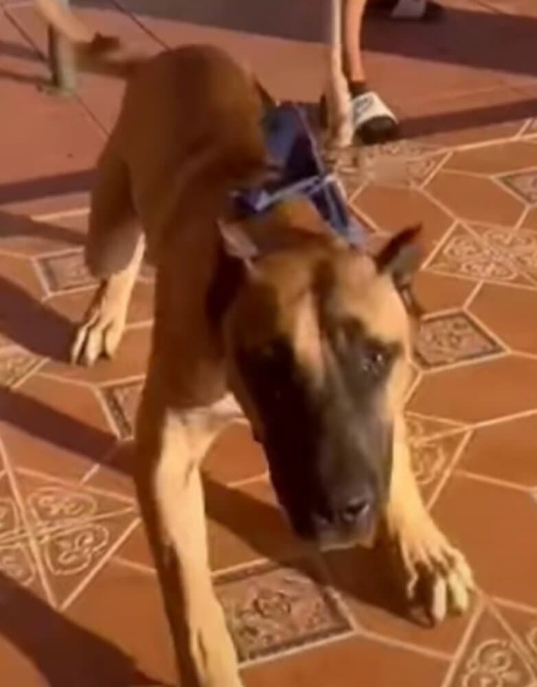 SICARIO DE LOS MENCEYES 1