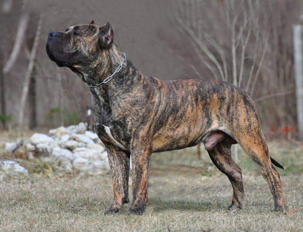 RUSS KANARIO S AZISH TAU KING 1