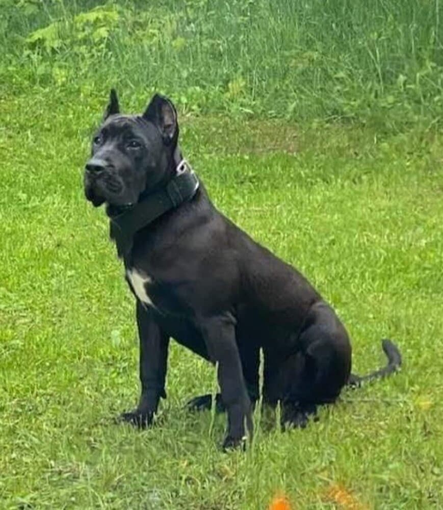 URSA DE CABEZA GRANDE 1