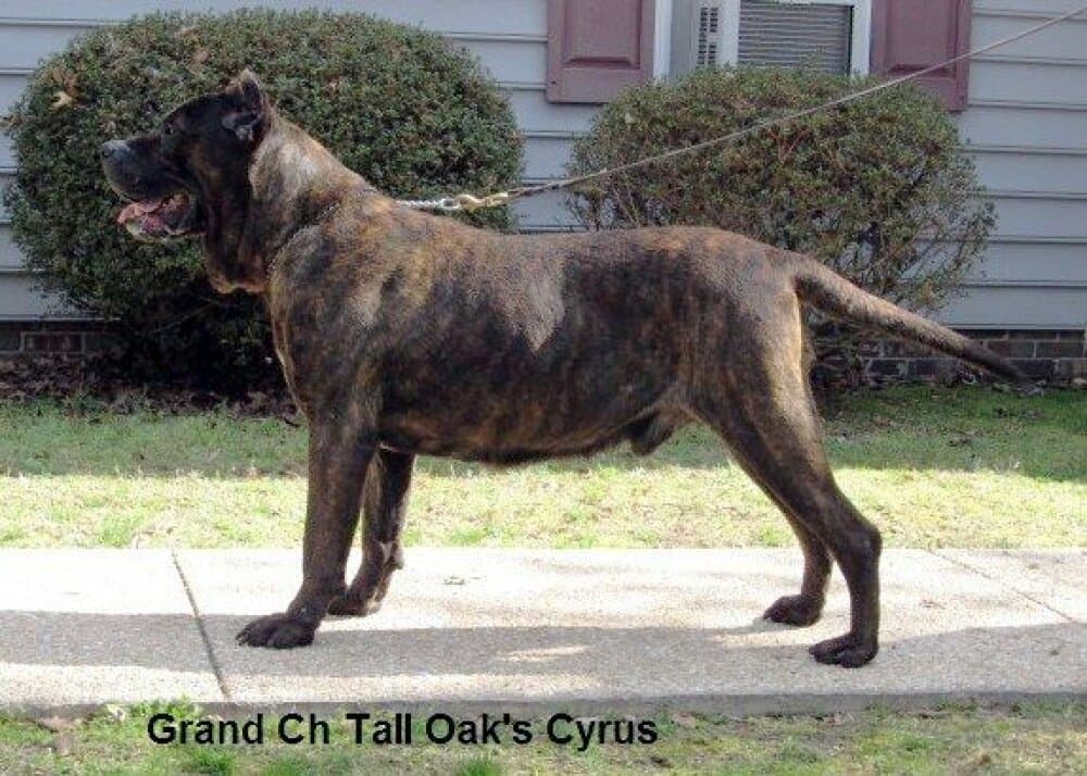 CYRUS OF TALL OAKS 1