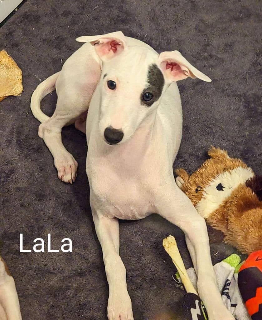 Alura Ooo LaLa 1