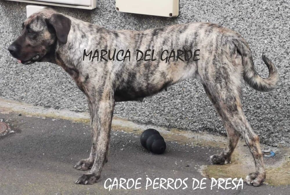 MARUCA DEL GAROE 1