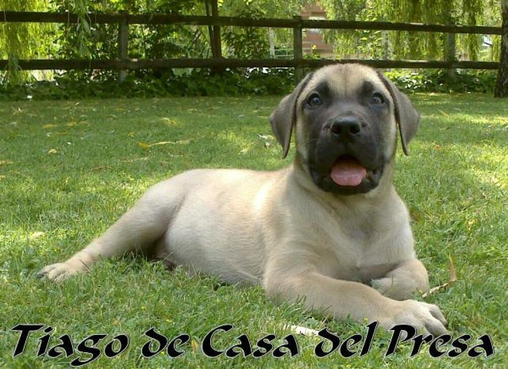 TIAGO DE CASA DEL PRESA 1