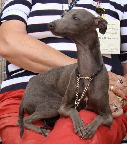 Grise Bee Des Princes De Kazan 1