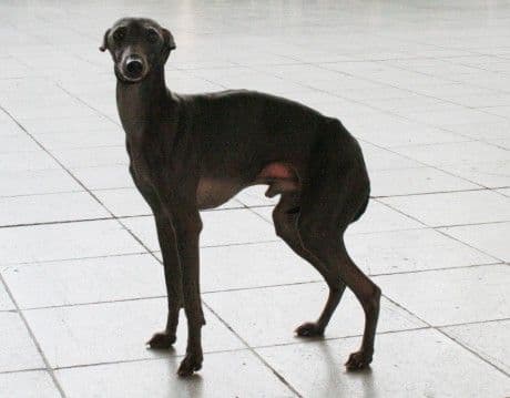 Dhalgo Daimond Bugsy 1