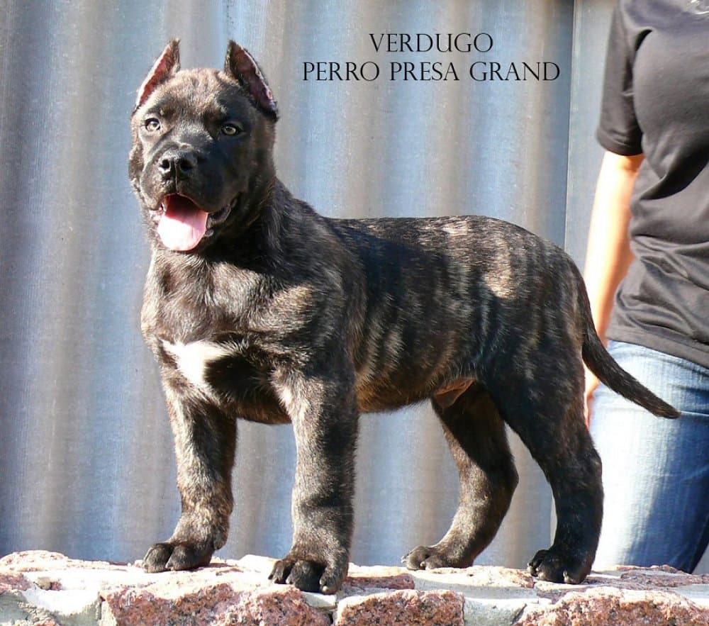 VERDUGO PERRO PRESA GRAND 1