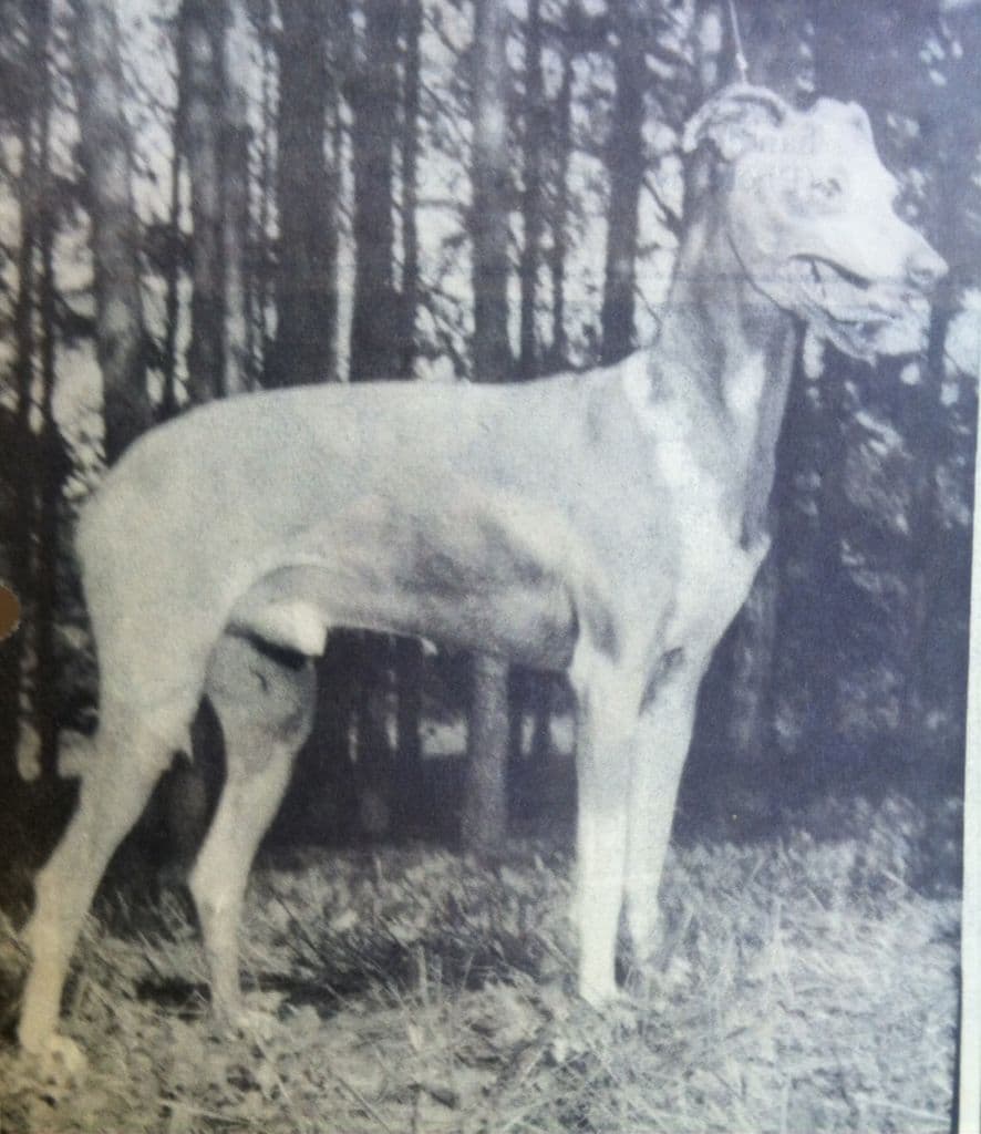 Titus Springinsfeld 1