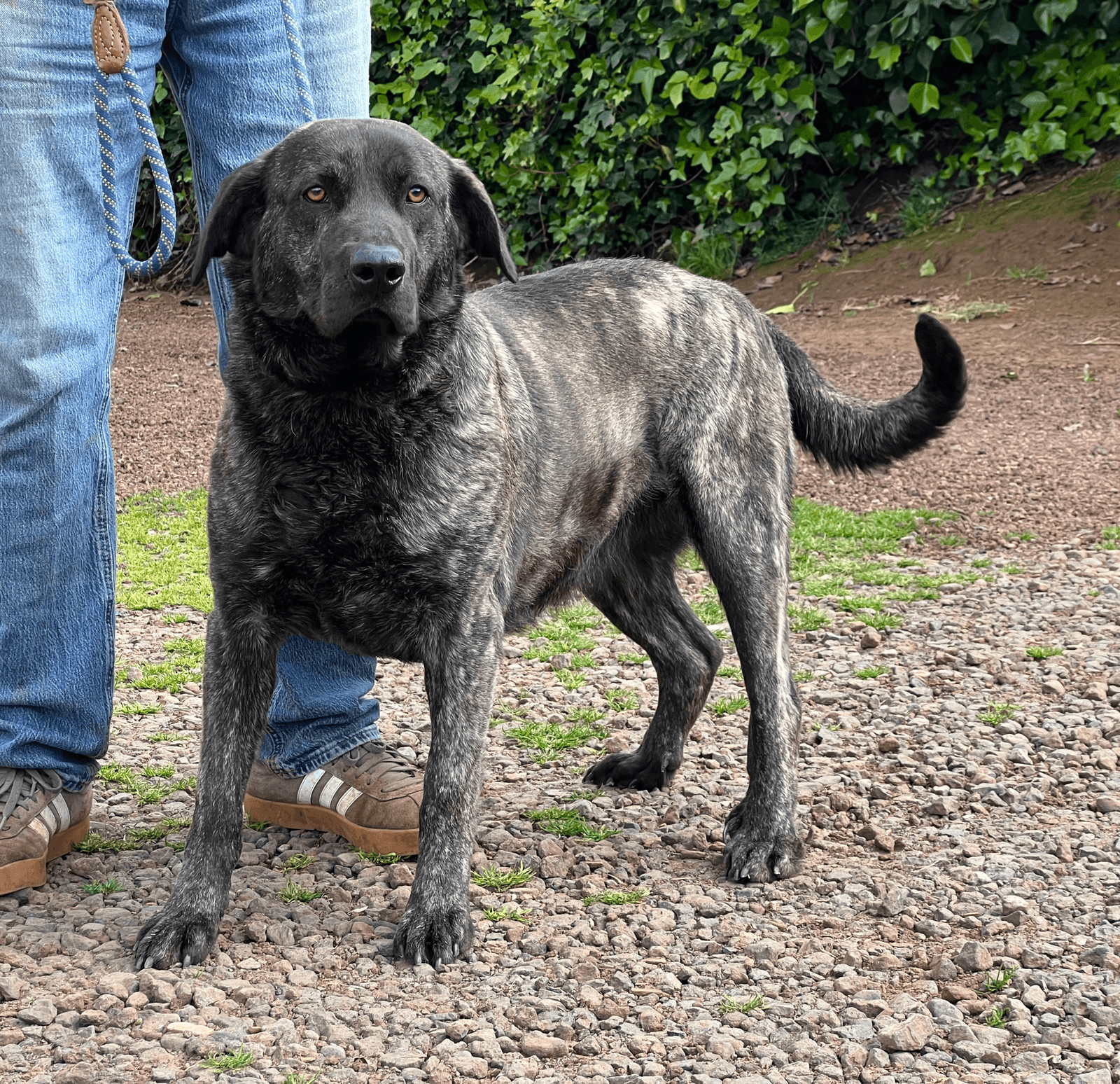 Arafo de Irema Curtó