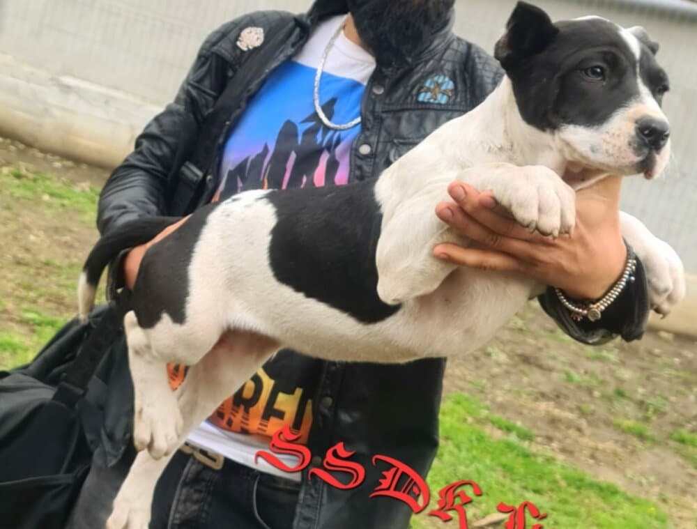 TOMRIS SSDK 1