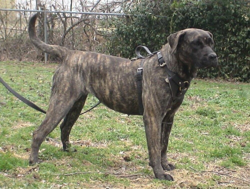 FARRAH DE TAMARAN BULL 1