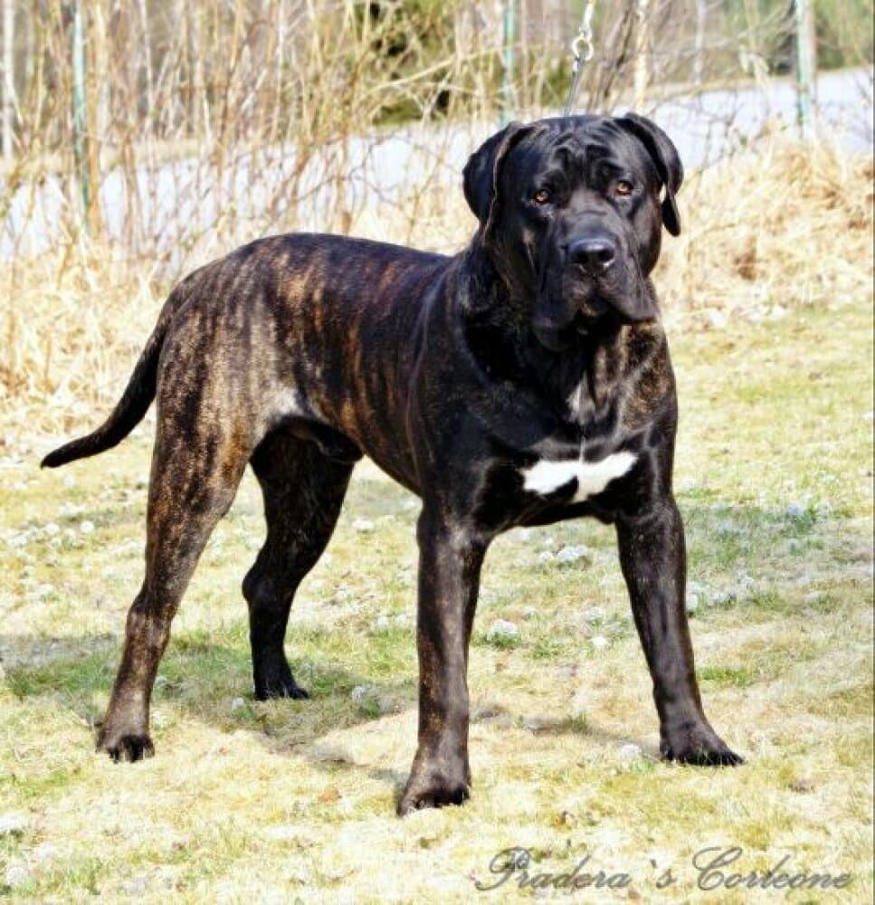 PRADERA'S CORLEONE 1