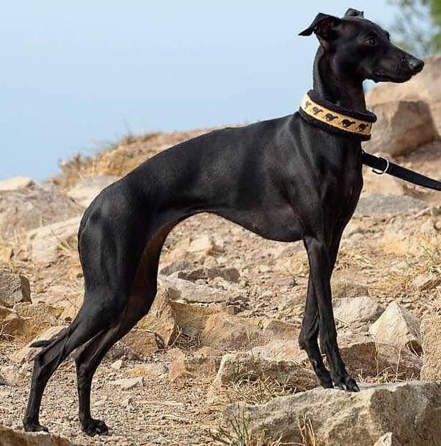Black Baraka Millenium 1