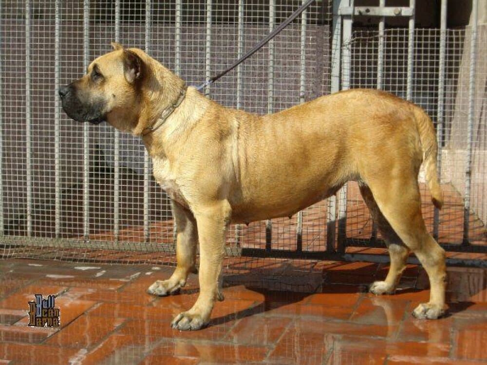JAVA DE BARNACAN BULL 1