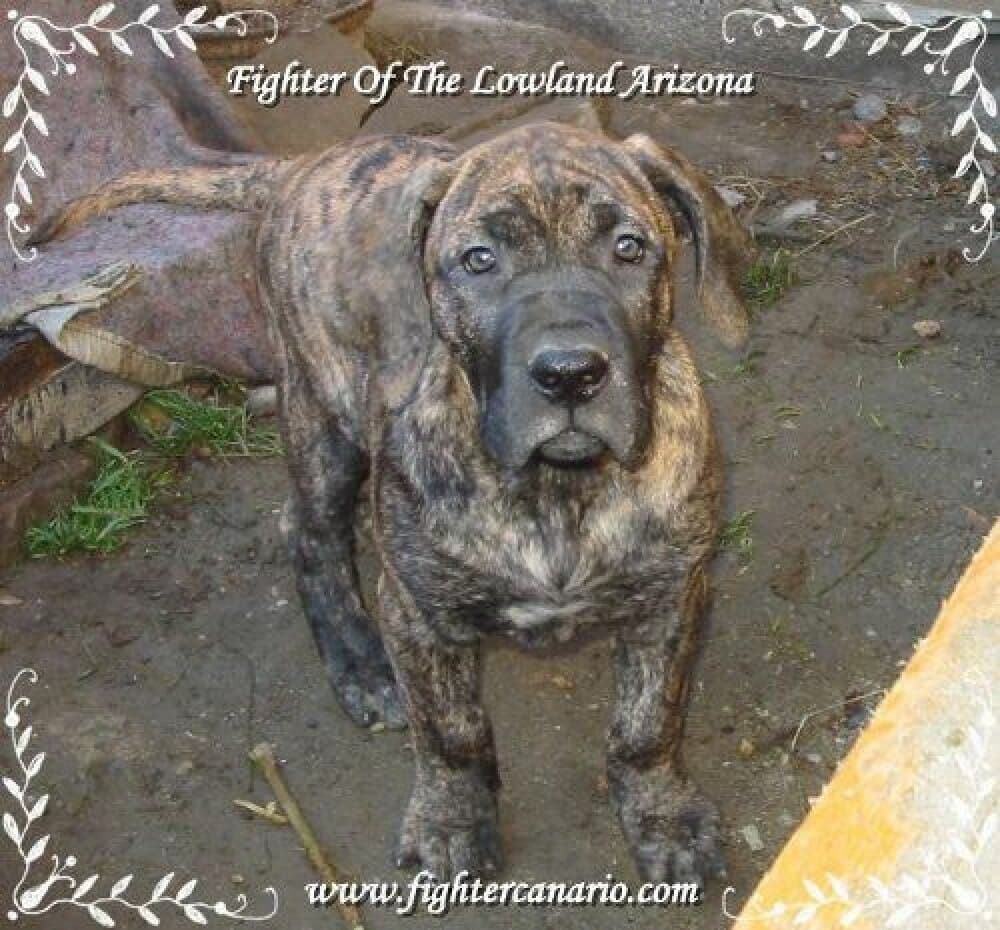 FIGHTER OF THE LOWLAND ARIZONA 1