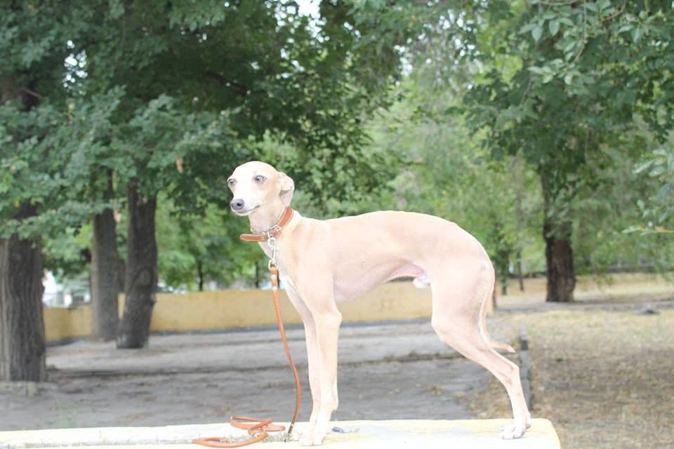 Cream Kenzo P'yari Sarna 1