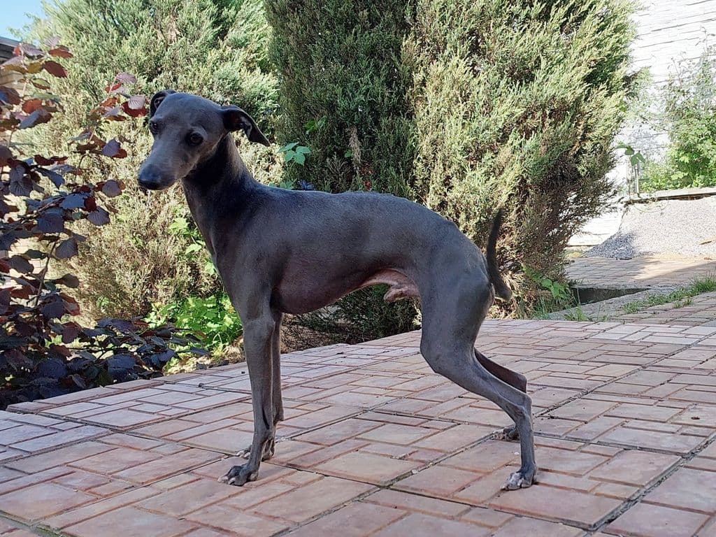 Albioli Louis 1