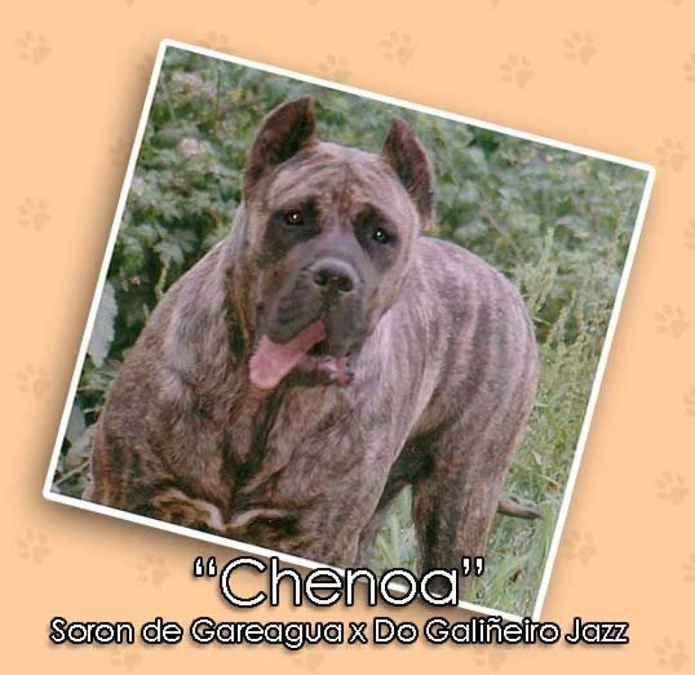 DO GALINEIRO CHENOA 1