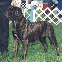 FAIR GO'S MAKARA CINAMOON 1
