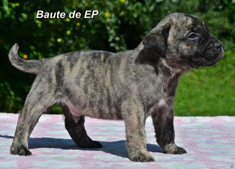 BAUTE DE ETERNA PRIMAVERA 1