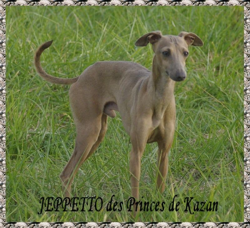 Jeppetto Des Princes De Kazan 1