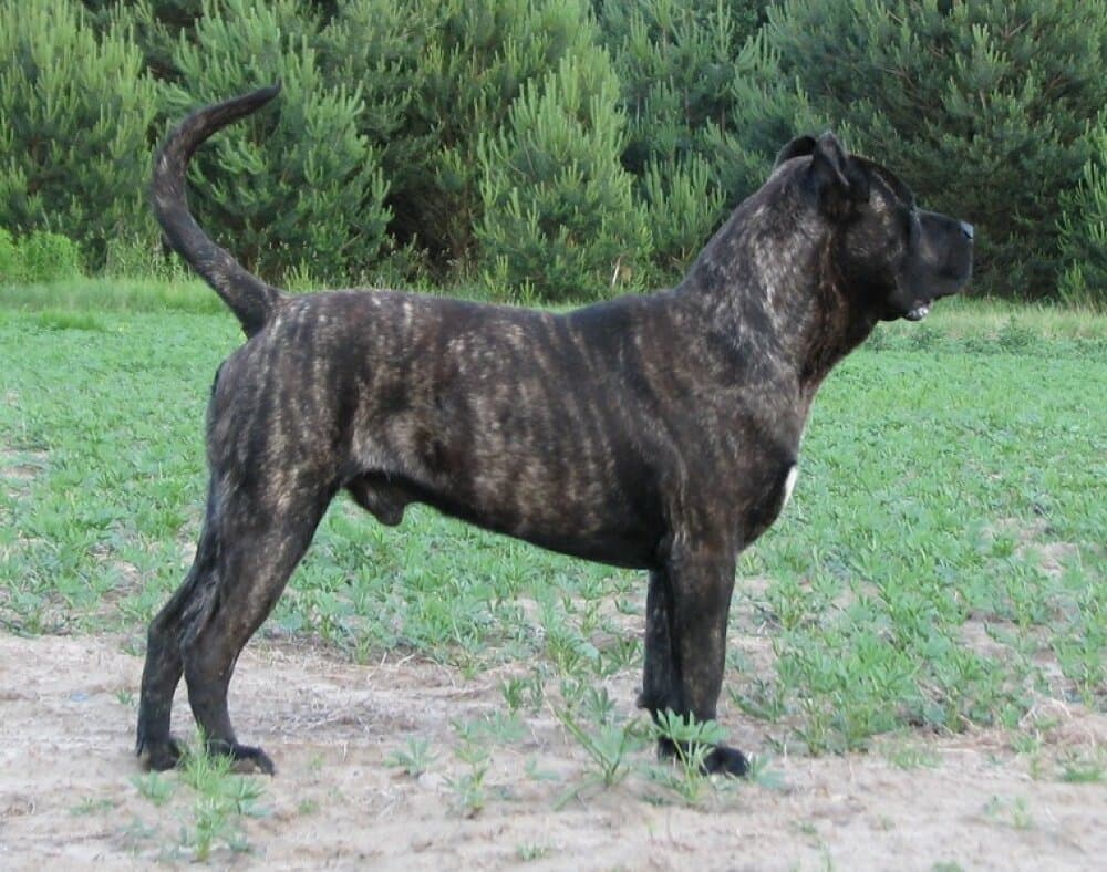 RABISU CABALLERO CANARIO 1