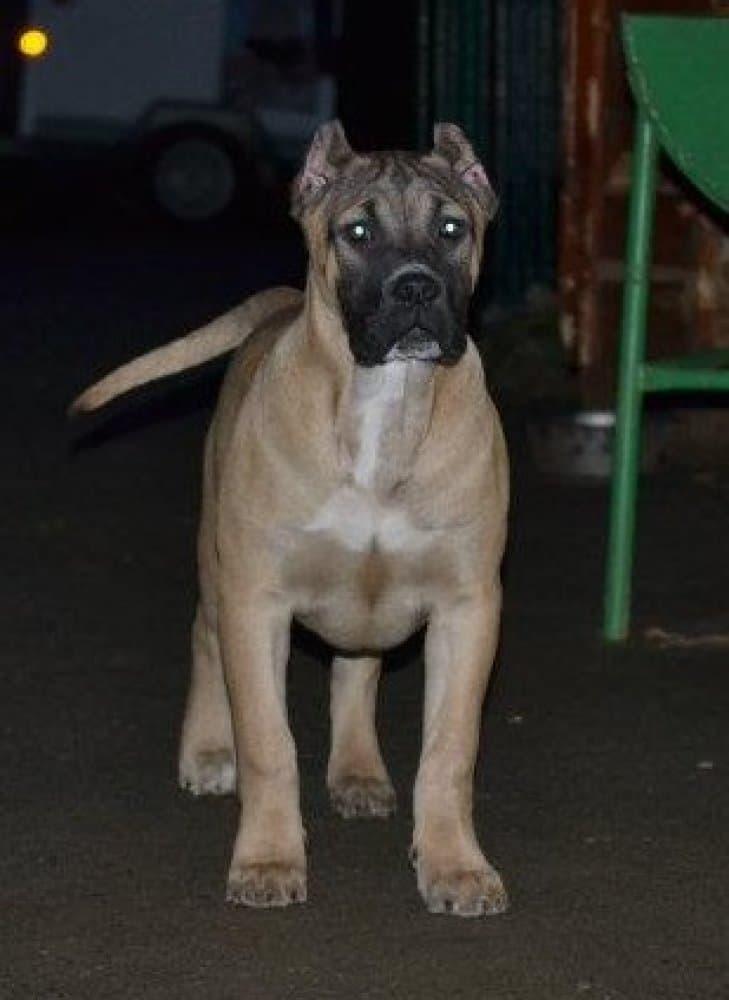 PUMA DE PRESA CAN 1